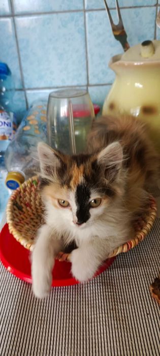 Кошечка  ищит свой дом.