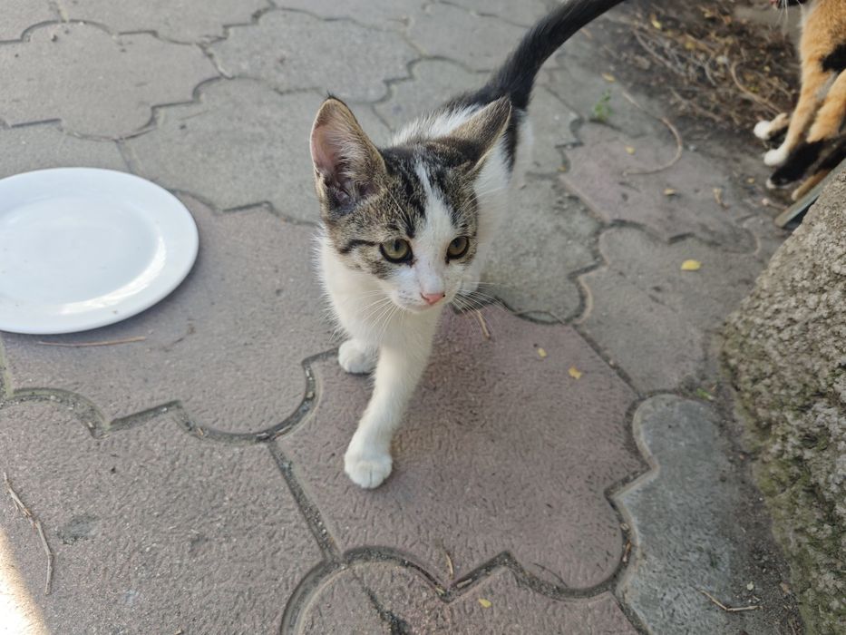Отдам котенка в добрые руки