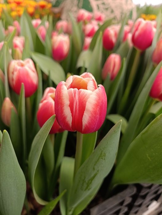 Тюльпаны Алматы оптом и в розницу