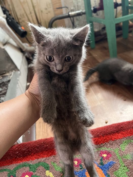 отдам котят бесплатно