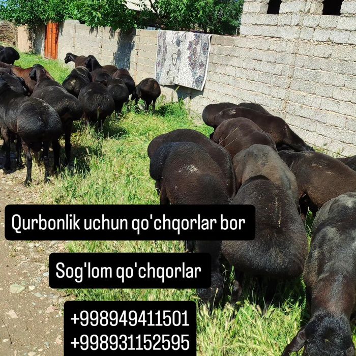 Qo'chqorlar sotiladi
Toza go'shtiga 155 000 d