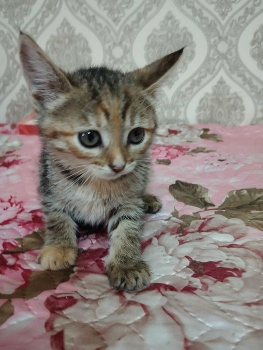 СРОЧНО! Ищем дом спасённым котятам!