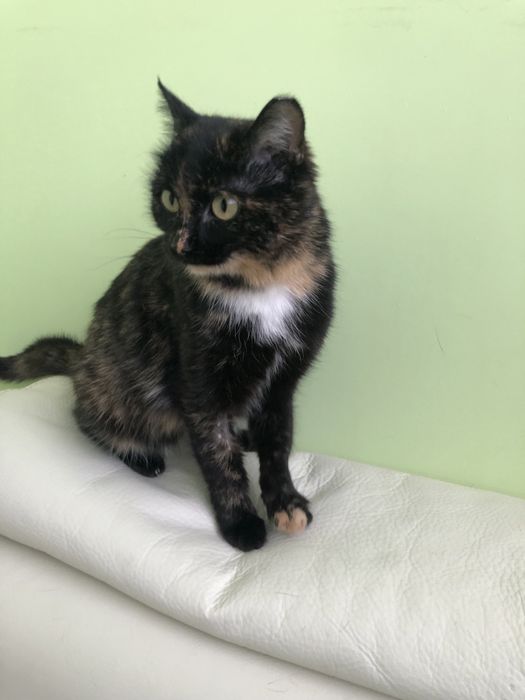 Любимые животные