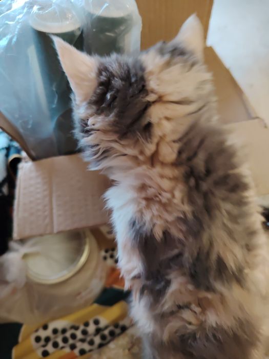 Селкирк Рекс кудрявые котята