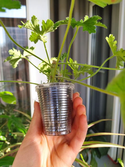 Душистая пеларгония