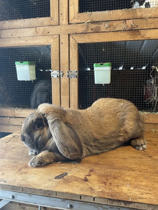 Pui berbec german touring