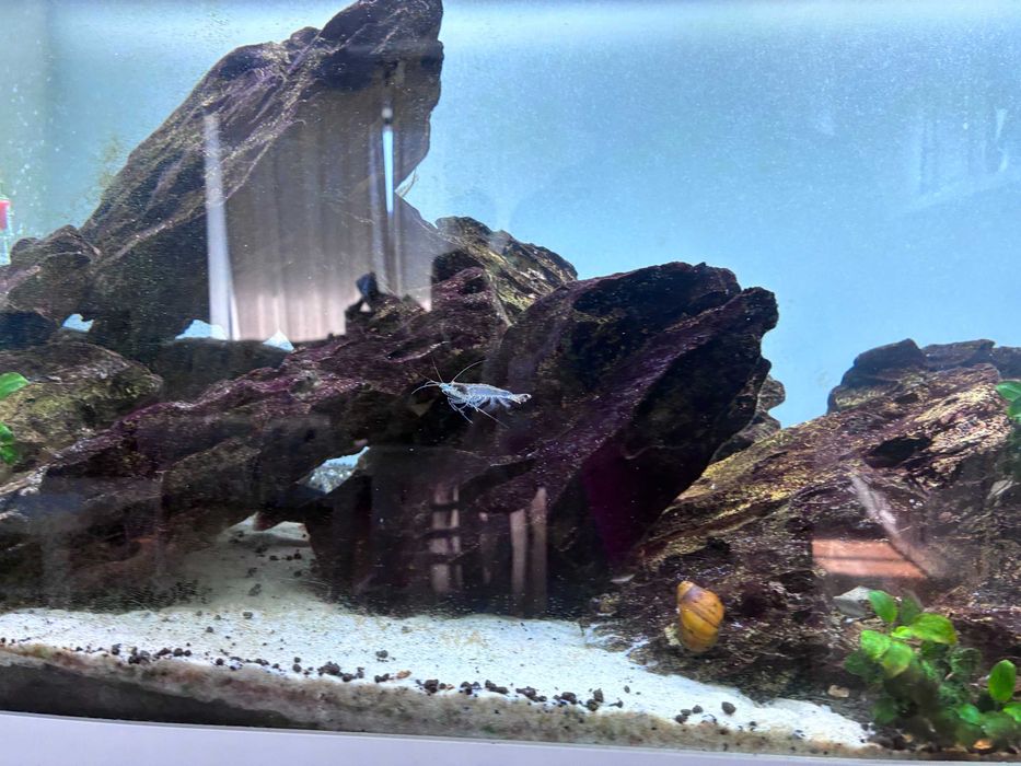 Vând Acvariu Juwel Rio 180L Complet — Aquascape Premium