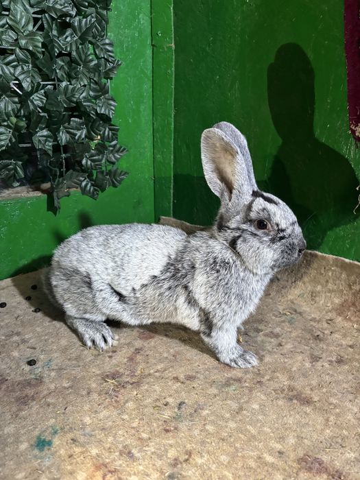 Iepurași Marele Argintiu Deschis