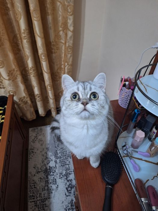 Предлагается для вязки