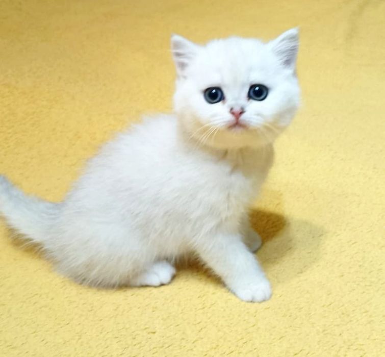 Британские котята