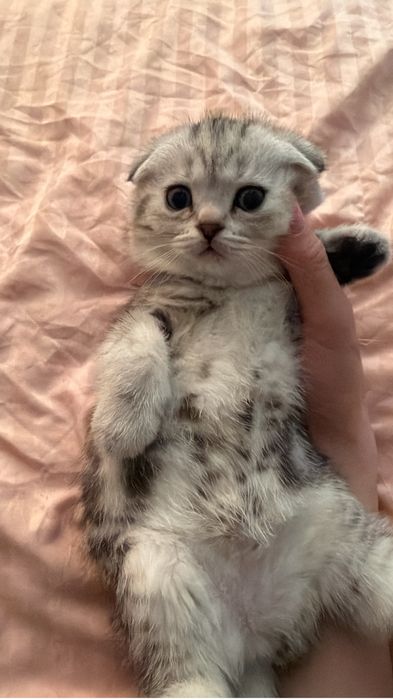 Скоттиш фолд котенок