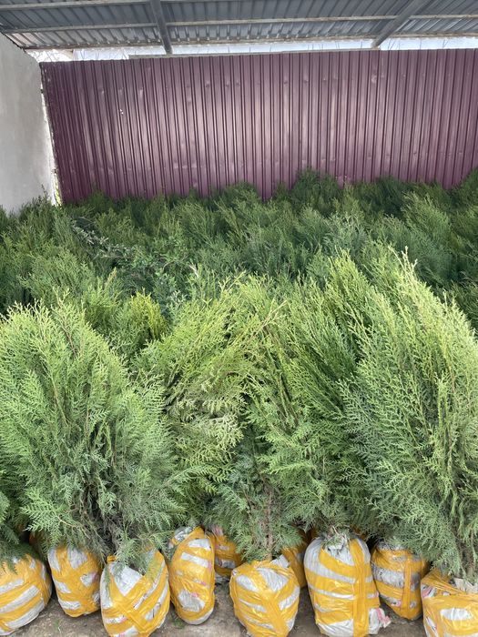 Саженцы көшет 500тг барлығы бар