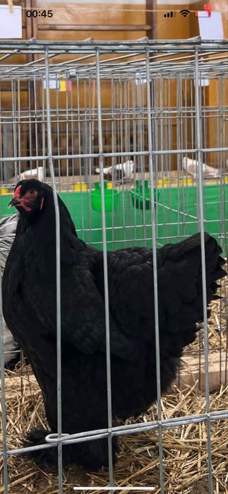 Vand pui gaina din rasele austrolop si brahma