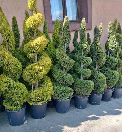 Plante Ornamentale Tuia Smaragd