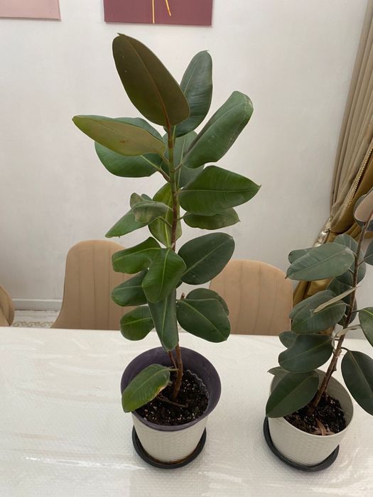 Домашние цветы