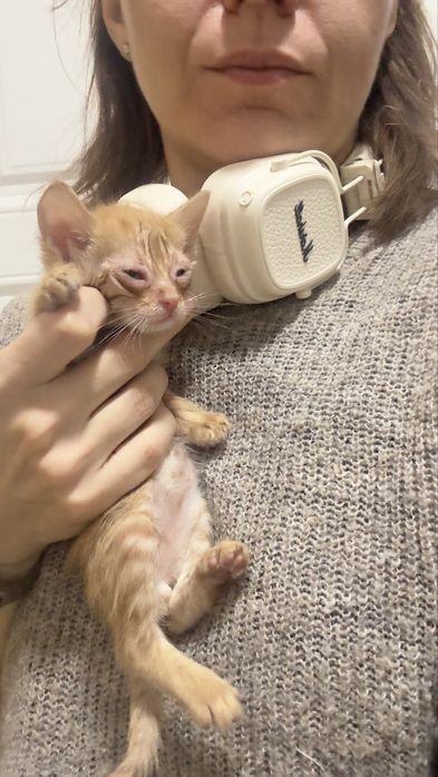 Котята ( девочка и два мальчика)