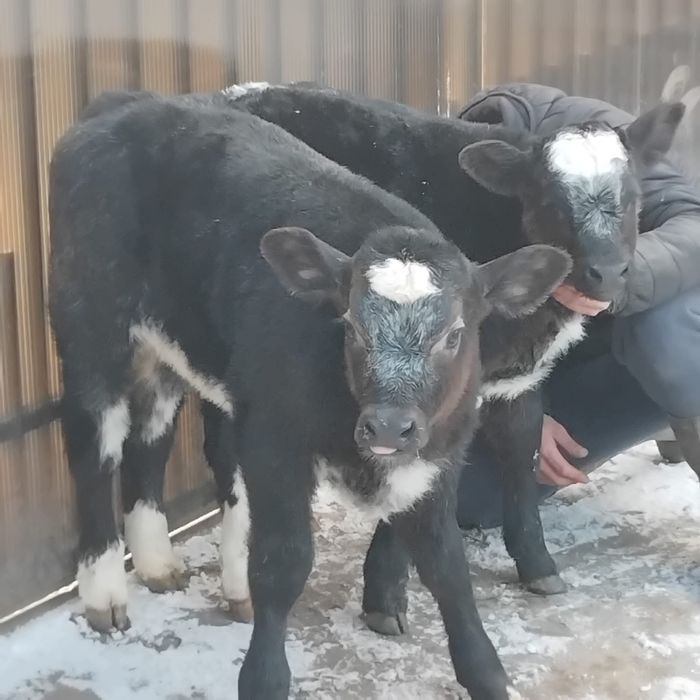 Vând două vitele belgiene