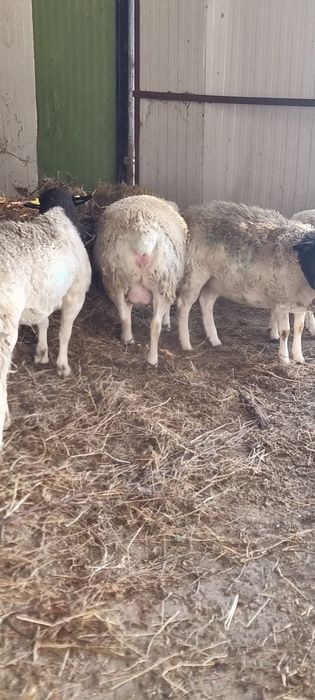 Mielute Dorper de vanzare