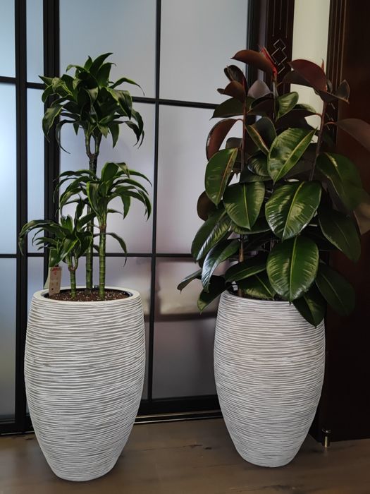 Уход за растениями