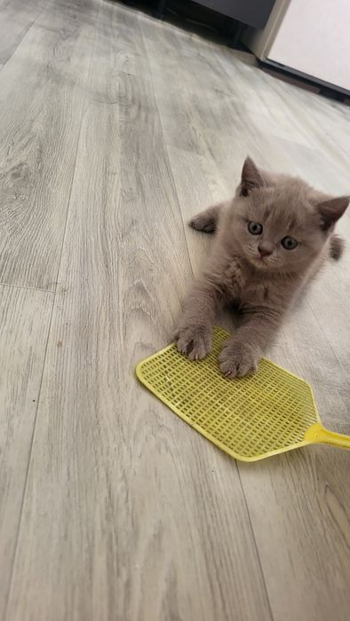 Продаю котенка британка