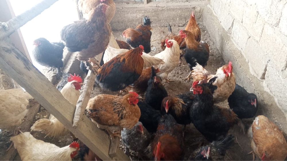 Қызылорда каласы жалағаш ауданы