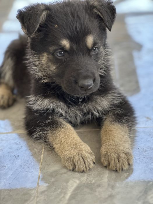 Немецки овчарка