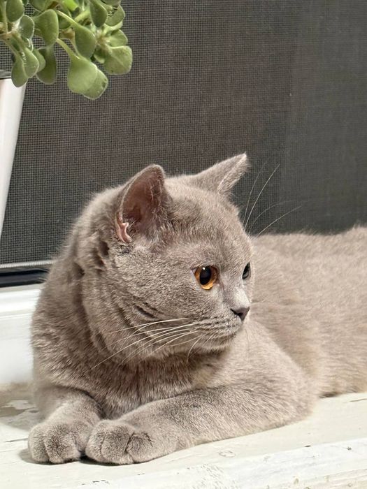 Продаётся кошка Британской породы