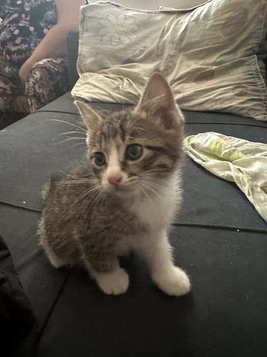 Котята 4 шт в добрые руки