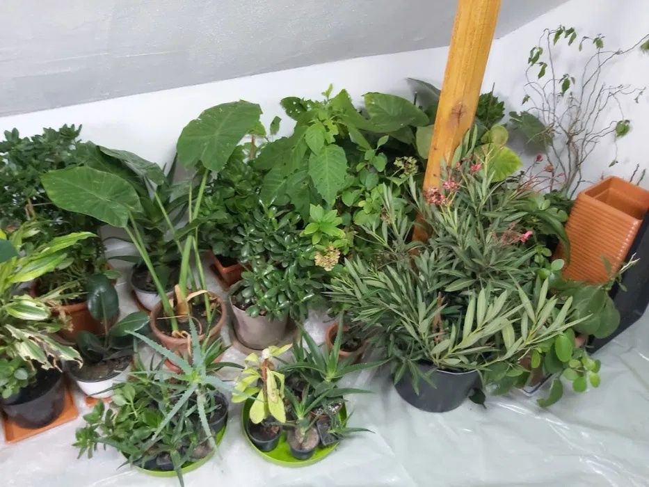 Flori , Monstera , Aloe Vera , Dracena , Leandru , Kalanchoe , Palmier