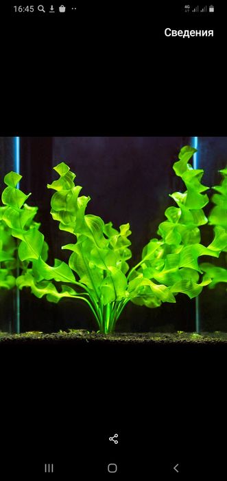 Продам аквариумные растения