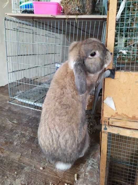 Карлик баран пара сотилади