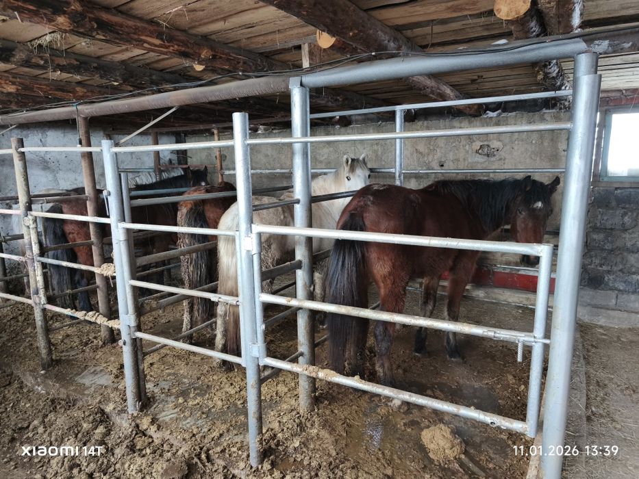 Продам лошадь согым семиз кунан донен