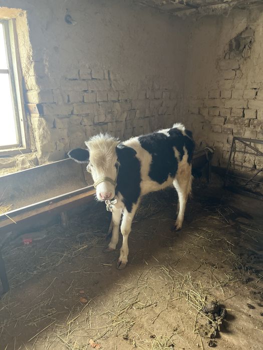 Бузау 230000 тг .