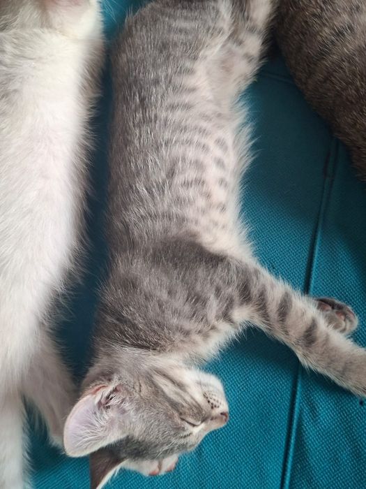 Отдам котят в добрые руки