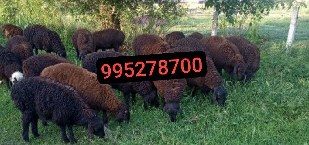 Qassob xizmati Qassob service Кассоб хизмати .