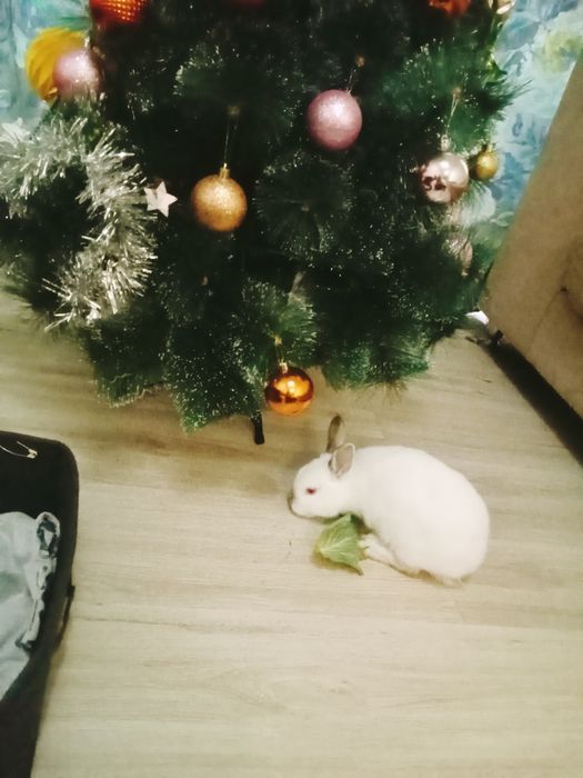 Кролики декоративные