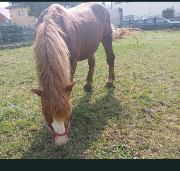 Vând cal castrat bun de Ham