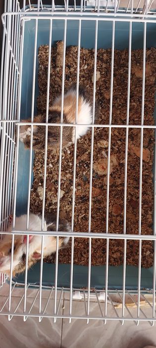 Морские Свинки 3 пары