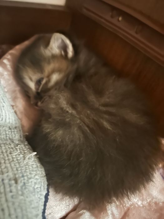 Котята,бесплатно