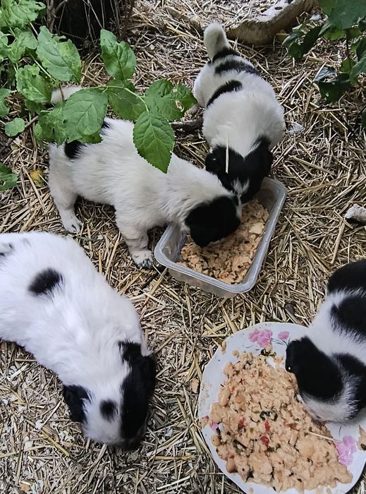 Căței de donat fătați în data de 30 aprilie, mama se poate vedea in poze.