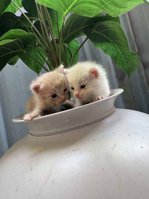 Котята ищут дом