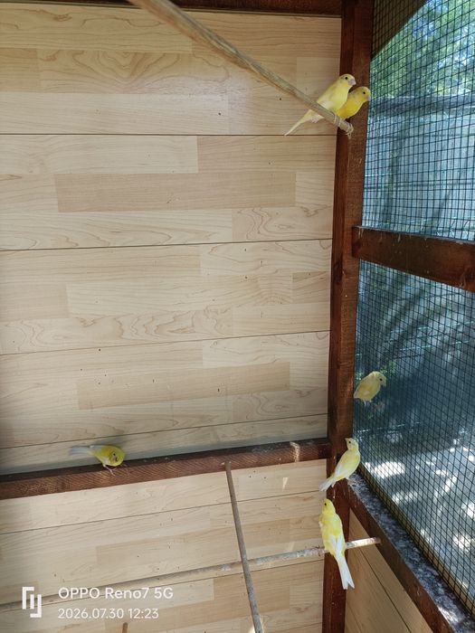 Canari de cantec
