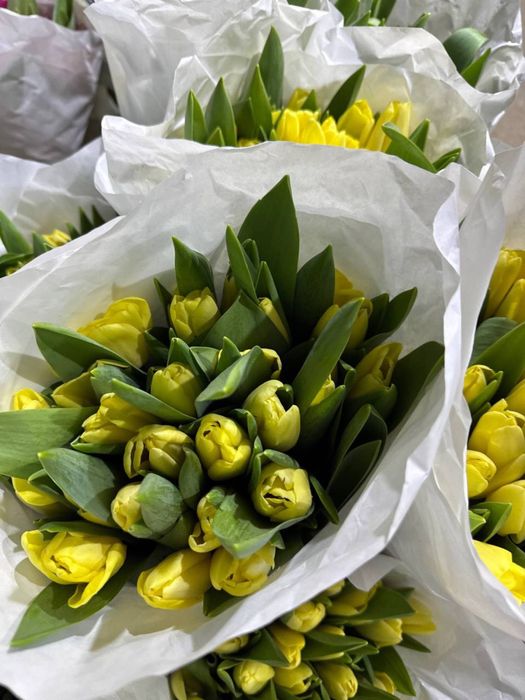 Голладнские тюльпаны оптом