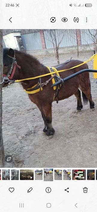 Продам пони жеребец