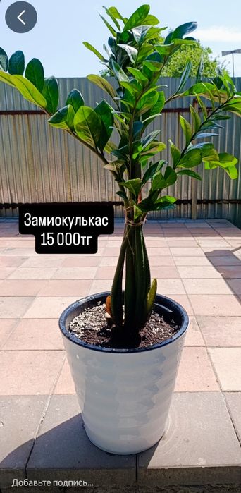 Продам комнатные цветы