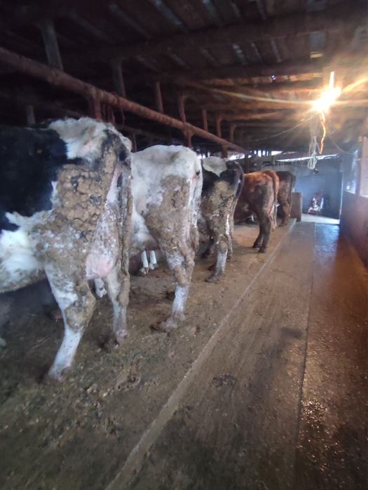 Vand vaci gestante si cu lapte