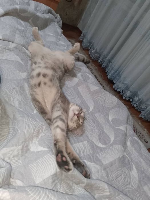Кошка Американская
