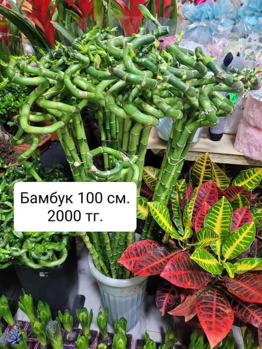 Бамбук ветками. Бамбук композиция. Бамбук для вазы. Бамбук счастья