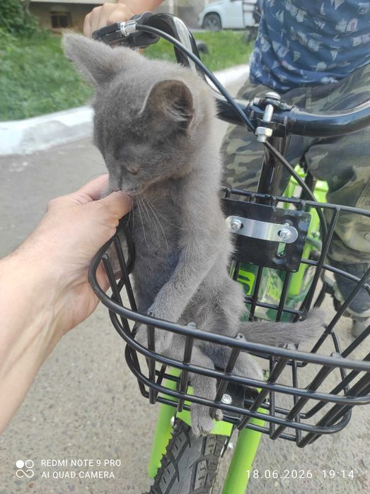 Котёнок в добрые руки