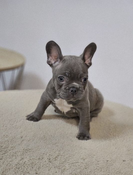 Buldog Francez Blue